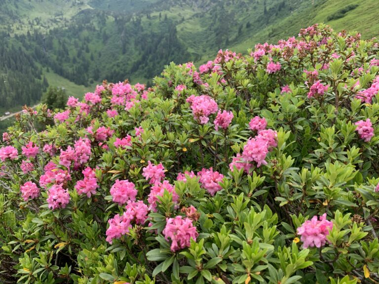 Fleurs sur la Riesneralm